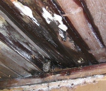 Surviving Mold In Your Attic