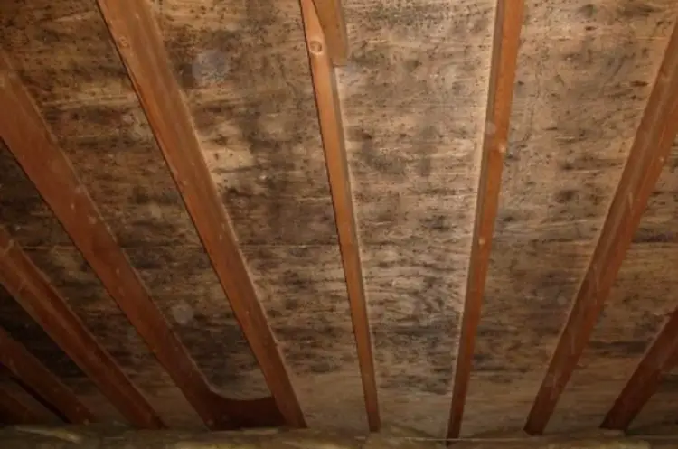 Causes Of Attic Mold