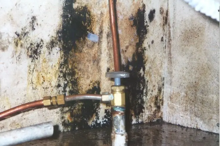 11 Tips to Get Rid of Basement Mold 11 Stachybotrys Mold In Basment