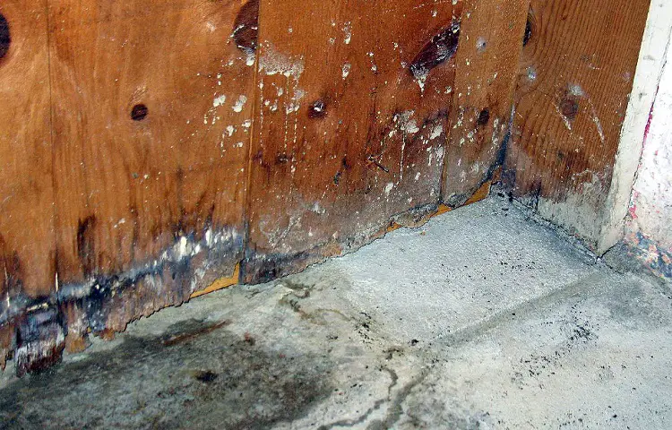 Common Types Of Basement Mold