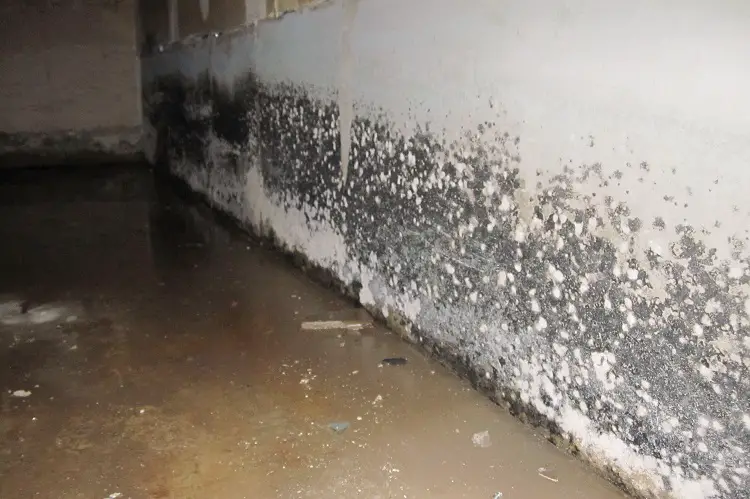Causes Of Mold In Basement