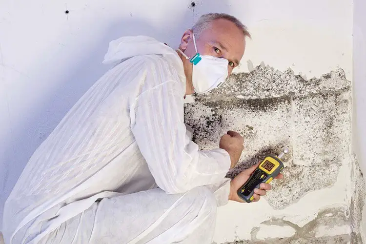 Basement Mold Removal Cost