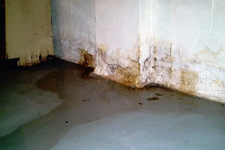 11 Tips To Get Rid Of Basement Mold - How To Check For Mold In Basement Wall