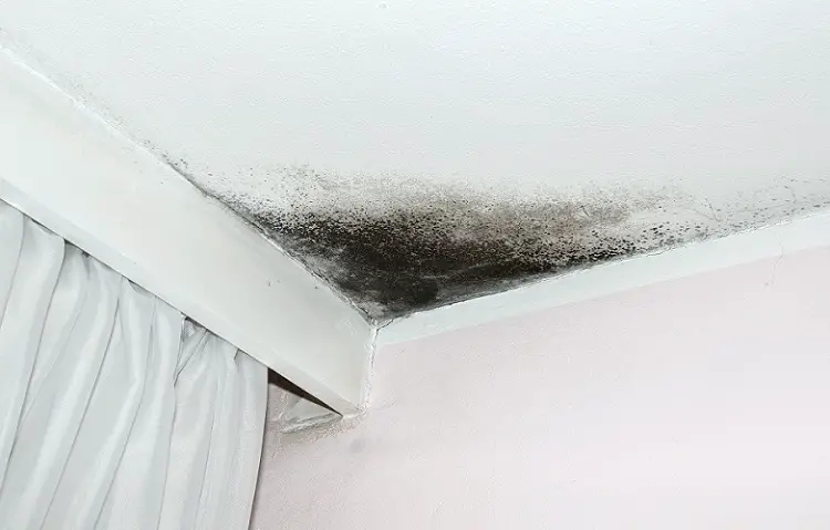TYPES OF BLACK MOLD REMEDIATION