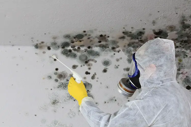 Basement Mold Remediation – Basement Mold Removal Costs