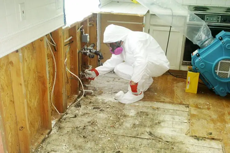 MOLD REMEDIATION SERVICES – MOLD REMOVAL COMPANIES