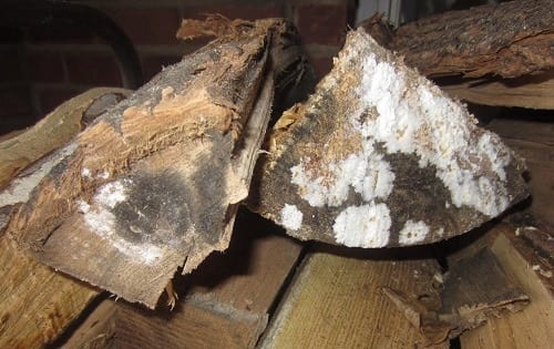 Moldy Wood Wood Mold Growth