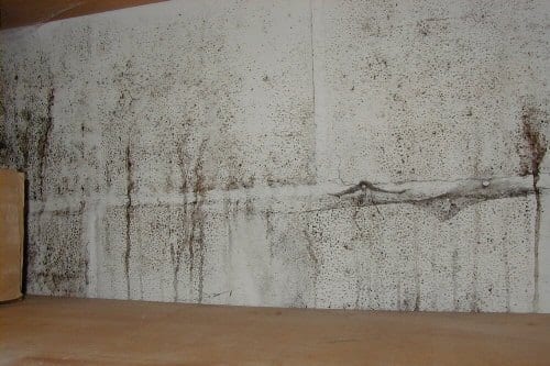 Black Mold In Walls 9 ugly truths about black mold remediation - mold remediation costs Black Mold In Walls 9 ugly truths about black mold remediation - mold remediation costs