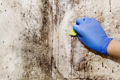 Surface Mold In Bathroom bathroom mold removal : how to get rid of bathroom mold & mildew! Surface Mold In Bathroom bathroom mold removal : how to get rid of bathroom mold & mildew!