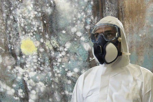 mold removal 1
