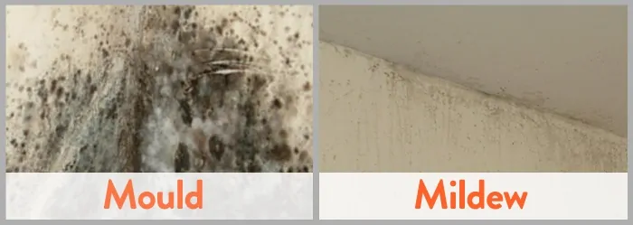 Difference betwen Mold vs Mildew