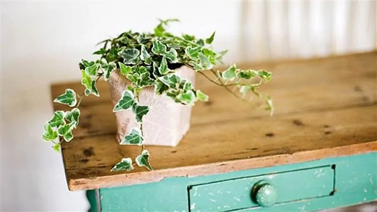 English Ivy In The Home