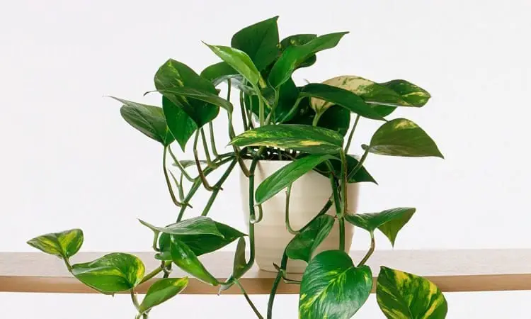Keeping Your House Plants Healthy and Happy