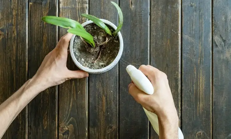 Remove Mold From House Plants