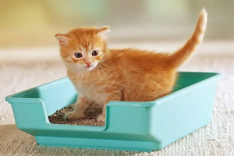 Kittens In Litter Box