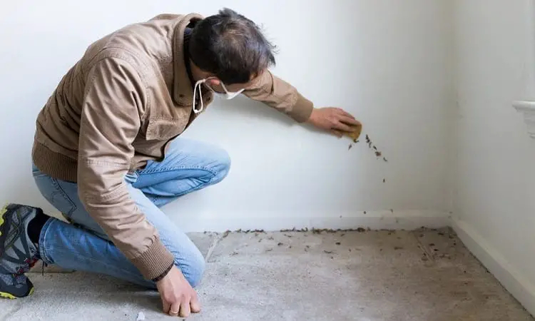 Inspecting A Potential Property With Mold