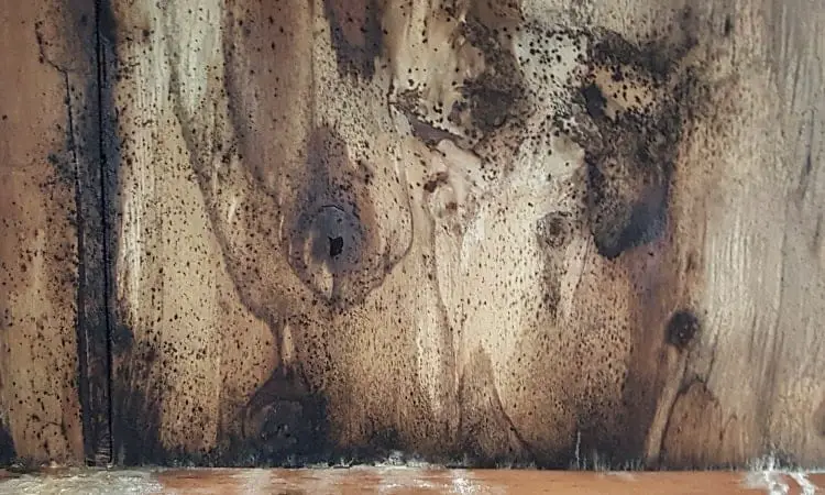 black mold on wood example
