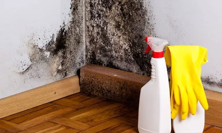 removing black mold