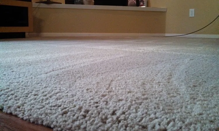 getting rid of carpet mold