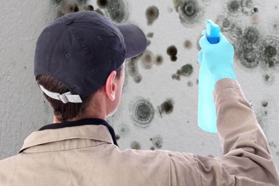 How To Kill Black Mold Without Killing The Environment!