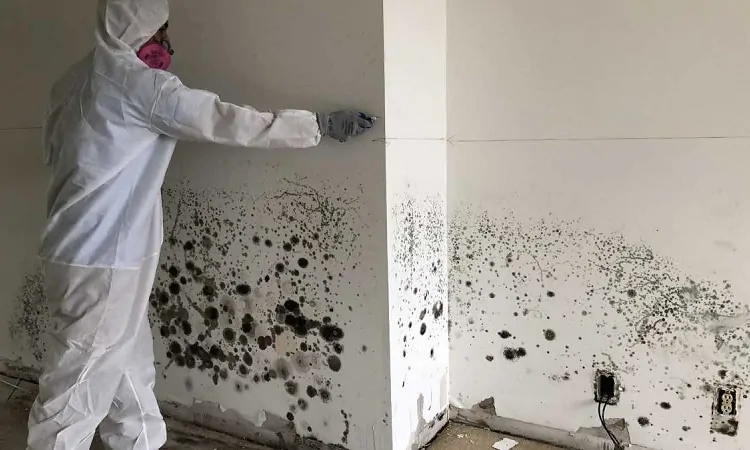 Removing black mold in the walls by a mold removal specialist