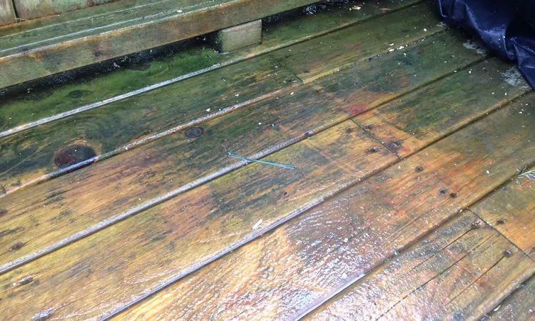 eliminate mold on wood deck