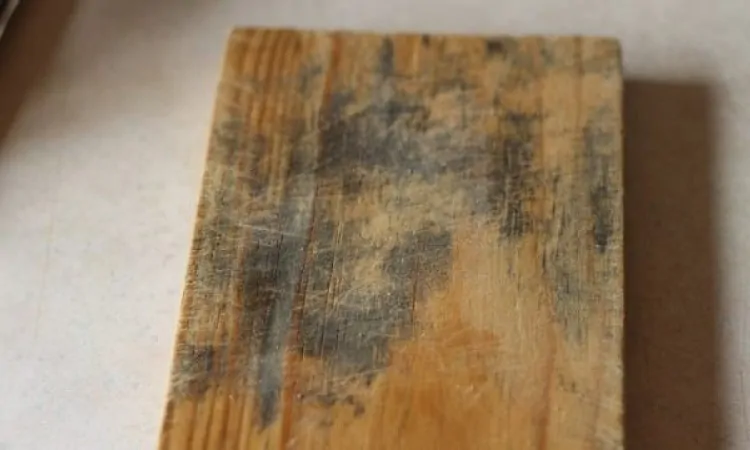 mold on wood example