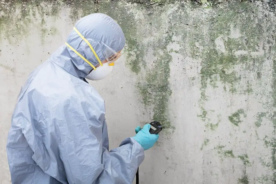 Black Mold Remediation