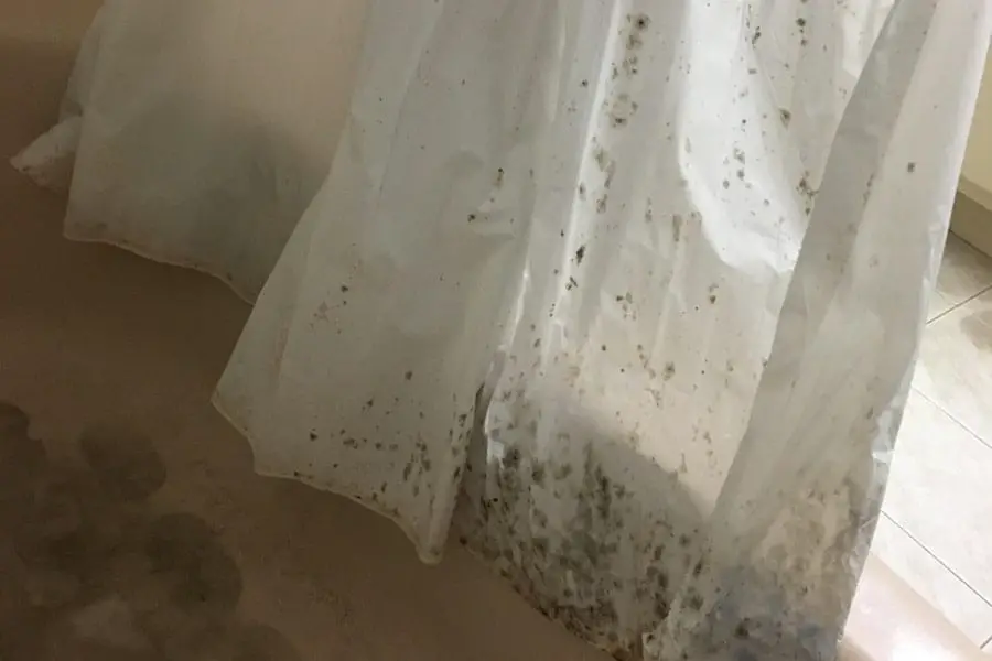 Moldy Shower Curtain, Will Mould Wash Out Of Curtains