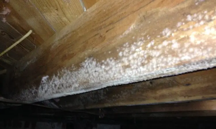 white mold on wood example