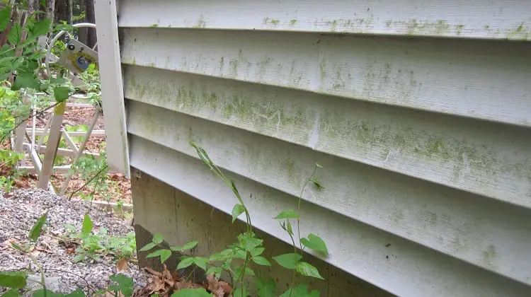 Causes of Mold Growth on Vinyl Siding