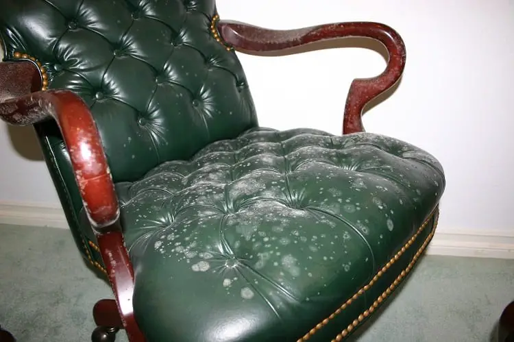 What causes Mold on Leather