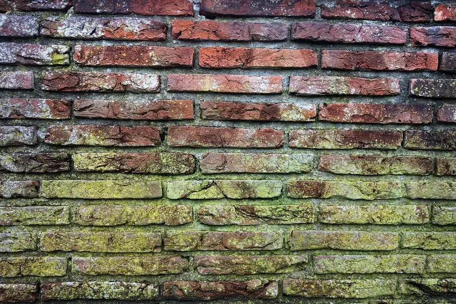 5 Natural Ways to Clean & Remove Mold From Bricks