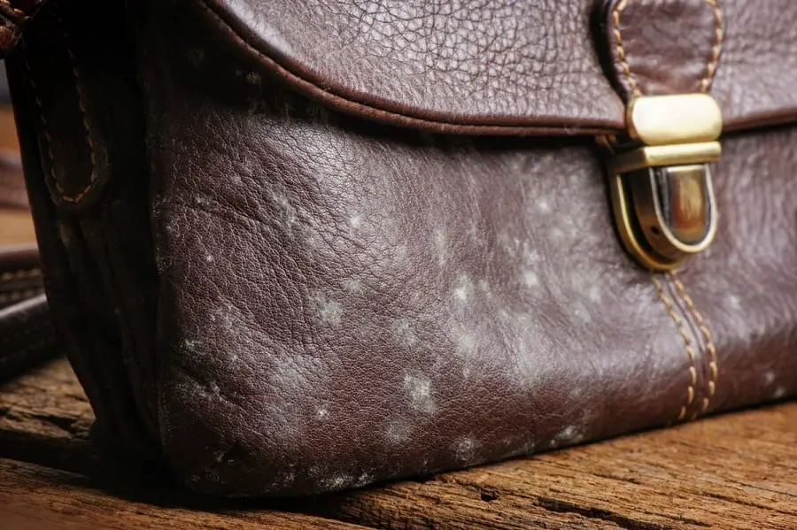 How to Remove Mold from Leather