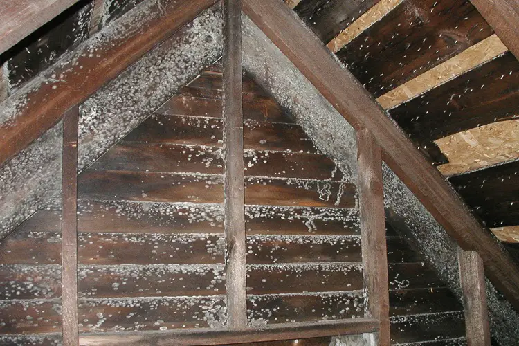 WHITE MOLD IN ATTIC