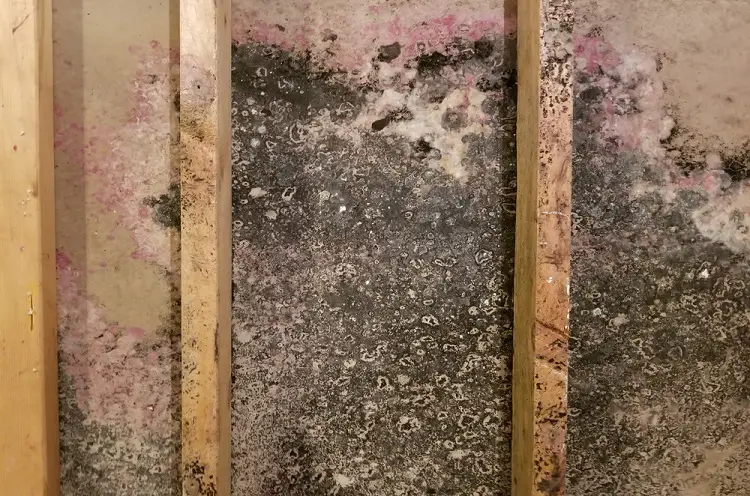 BLACK MOLD IN ATTIC