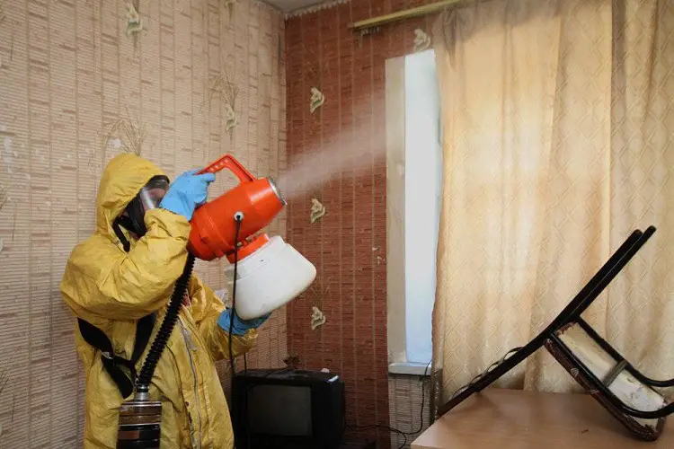 What is the average cost of mold removal from my home?