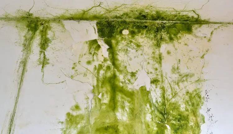 green shower mold