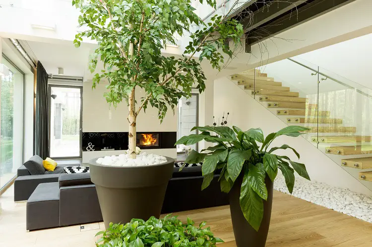 Plants Can Help to Remove Moisture and Humidity in Your Home