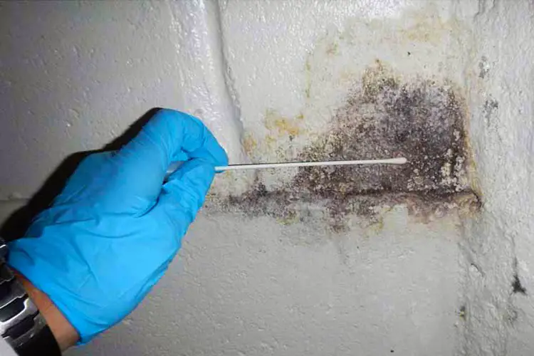 What is a Mold Test?