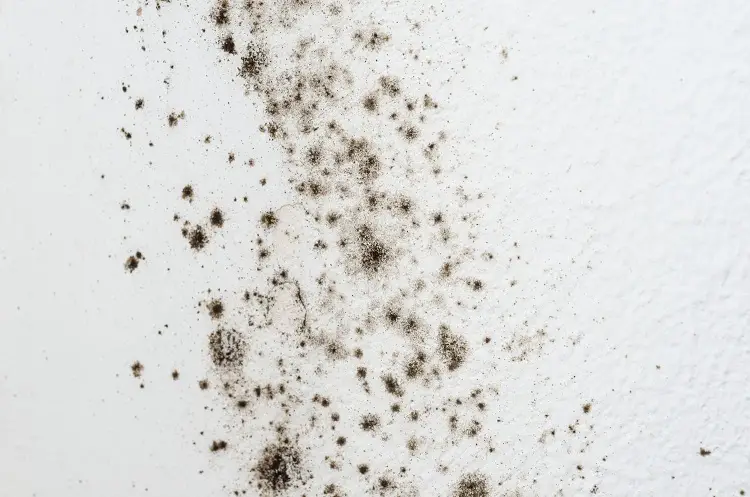 How Mold And Mildew Spores Contribute to Poor Indoor Air Quality