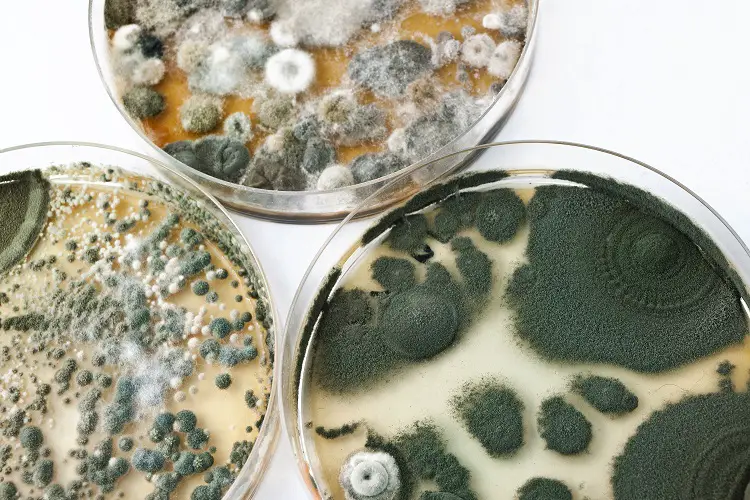 How to Kill Black Mold without Killing the Environment! 7 7 Natural Ways to Remove Black Mold