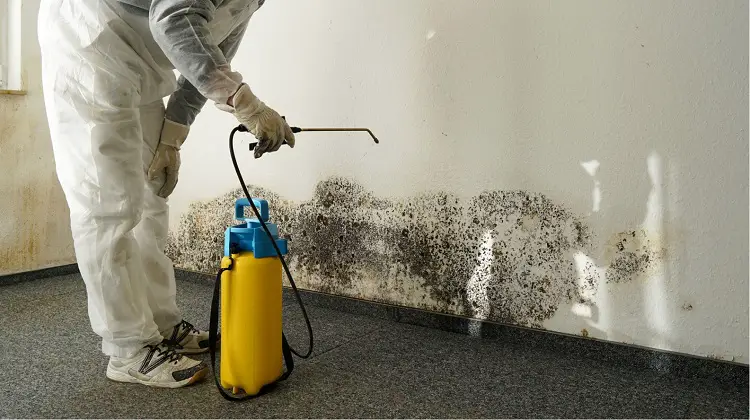 What Questions Should I Ask A Mold Testing Company?