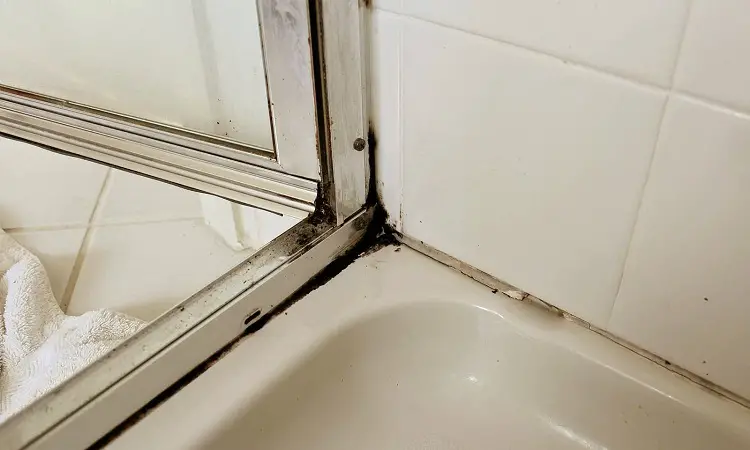 Shower Mold Removal How To Clean, How To Get Rid Of Mold Around Bathtub